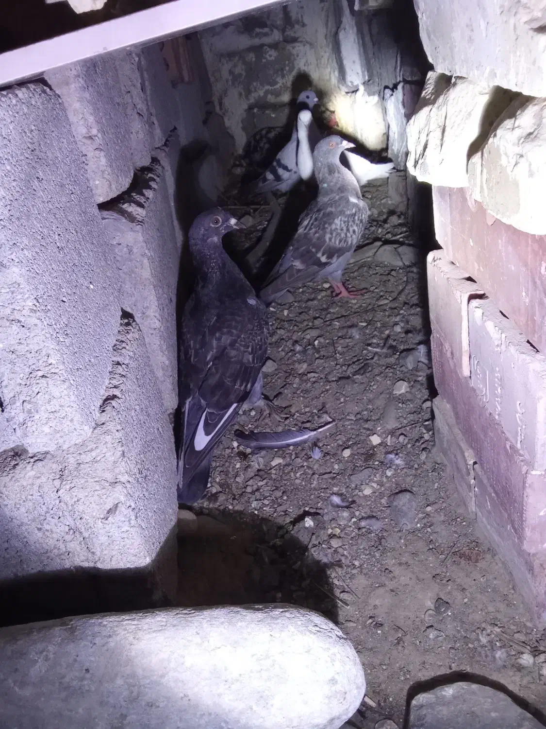 1500000|حیوانات مزرعه|کهنوج, |دیوار