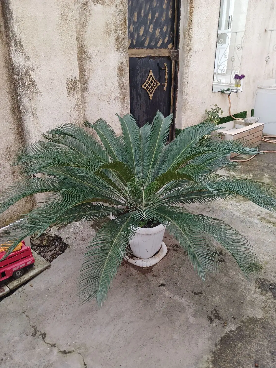 گل سیکاس|گل و گیاه طبیعی|آستانه اشرفیه, |دیوار
