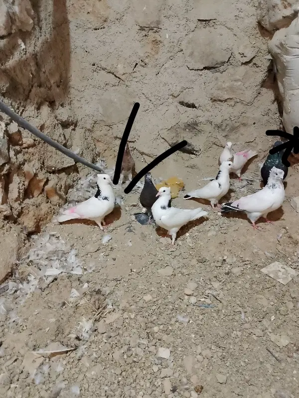 کبوتر|پرنده|چرداول, |دیوار