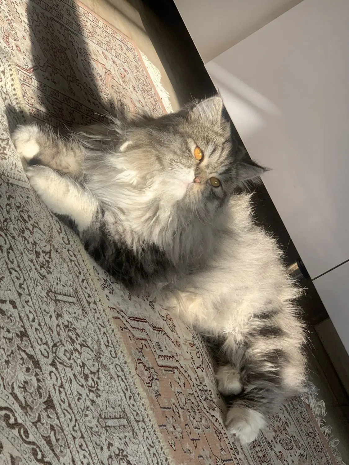 گربه|گربه|مهاباد (آذربایجان غربی), |دیوار