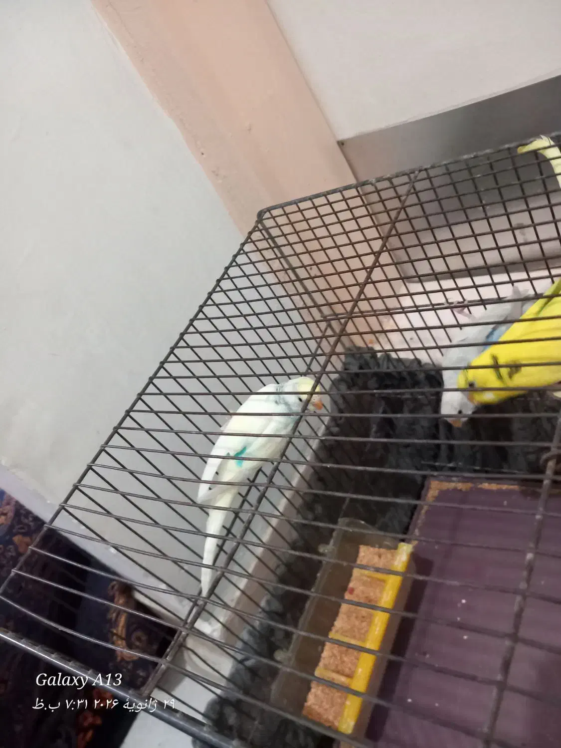 مرق عشق|پرنده|محمدشهر, محمدشهر|دیوار