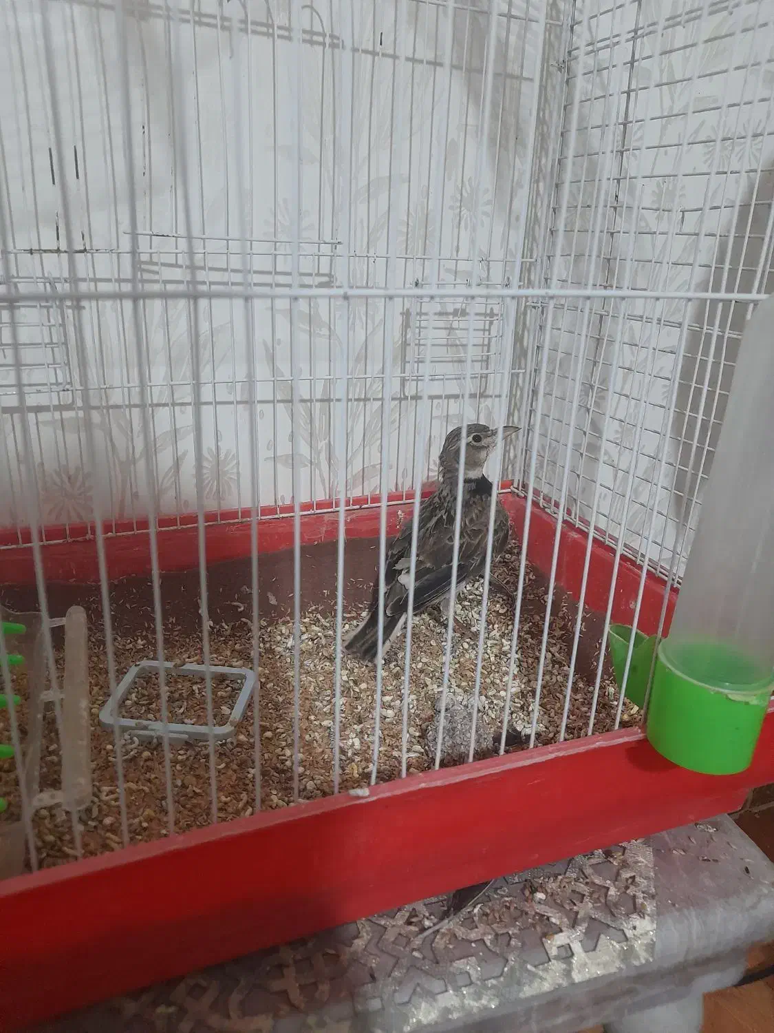 ترقا|پرنده|اردبیل, |دیوار