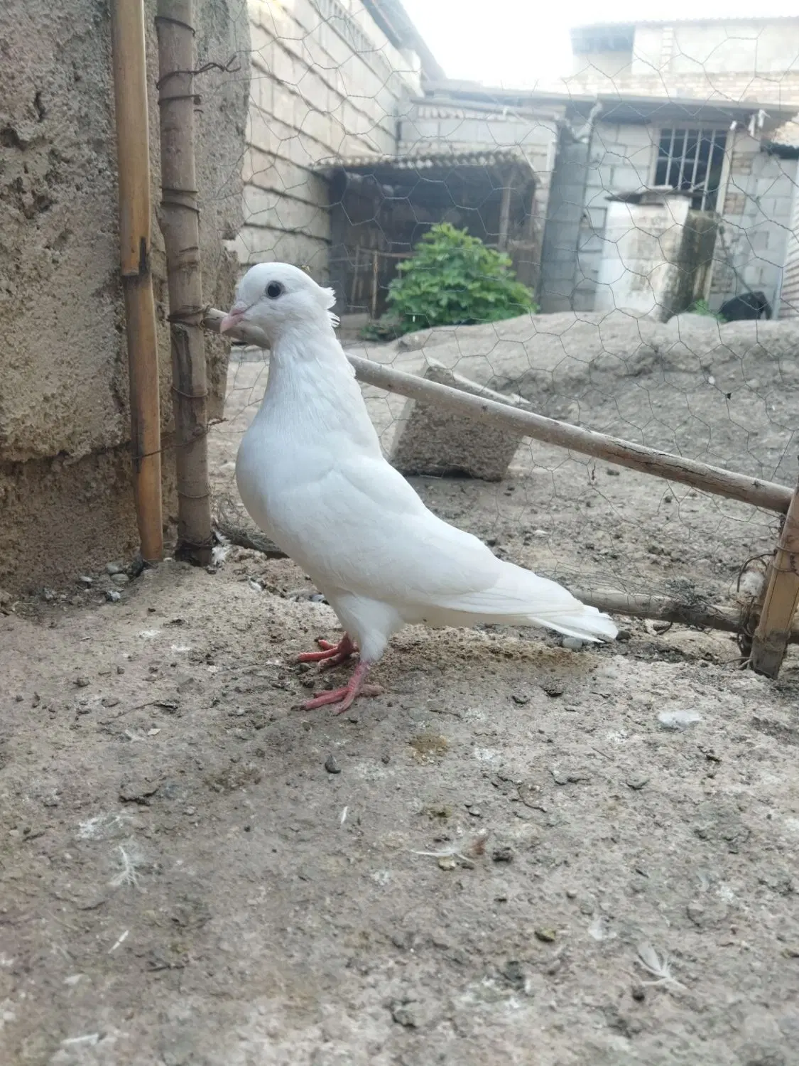 طوقی|پرنده|آزادشهر, |دیوار