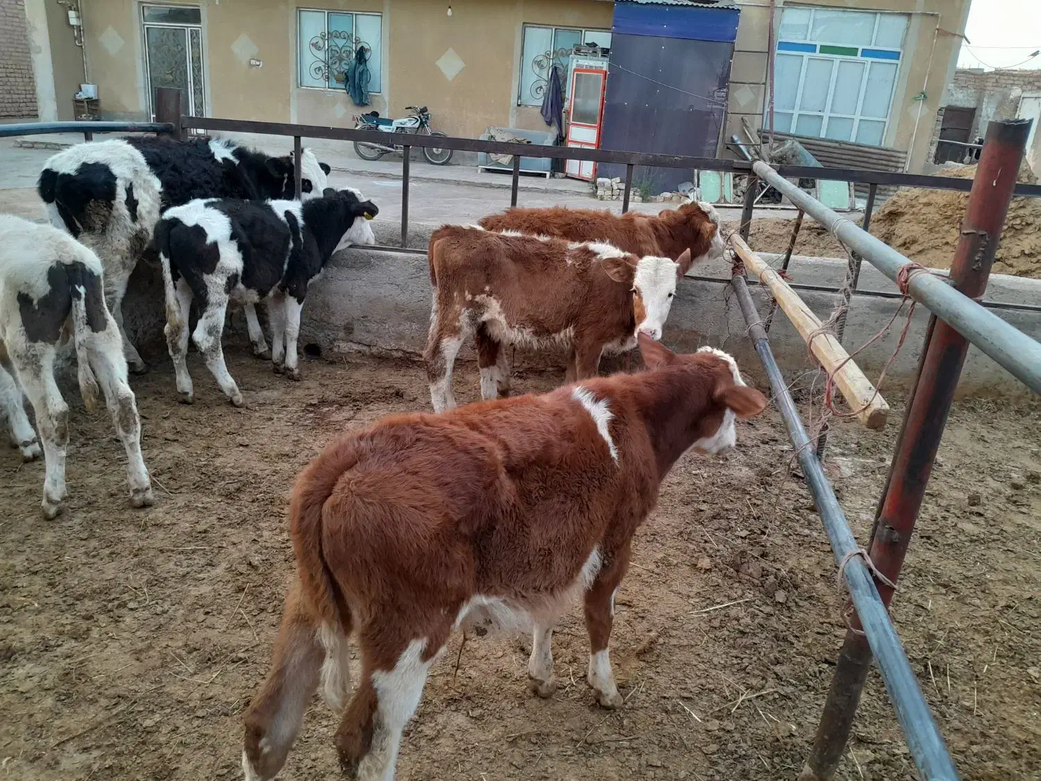 گاو|حیوانات مزرعه|اراک, |دیوار