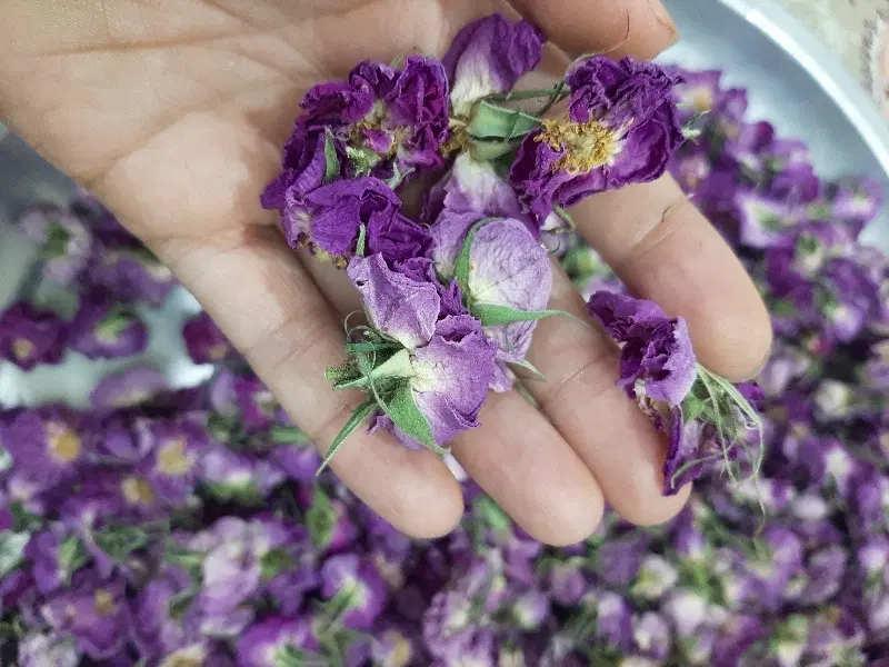 گل محمدی|گل و گیاه طبیعی|ساوه, |دیوار