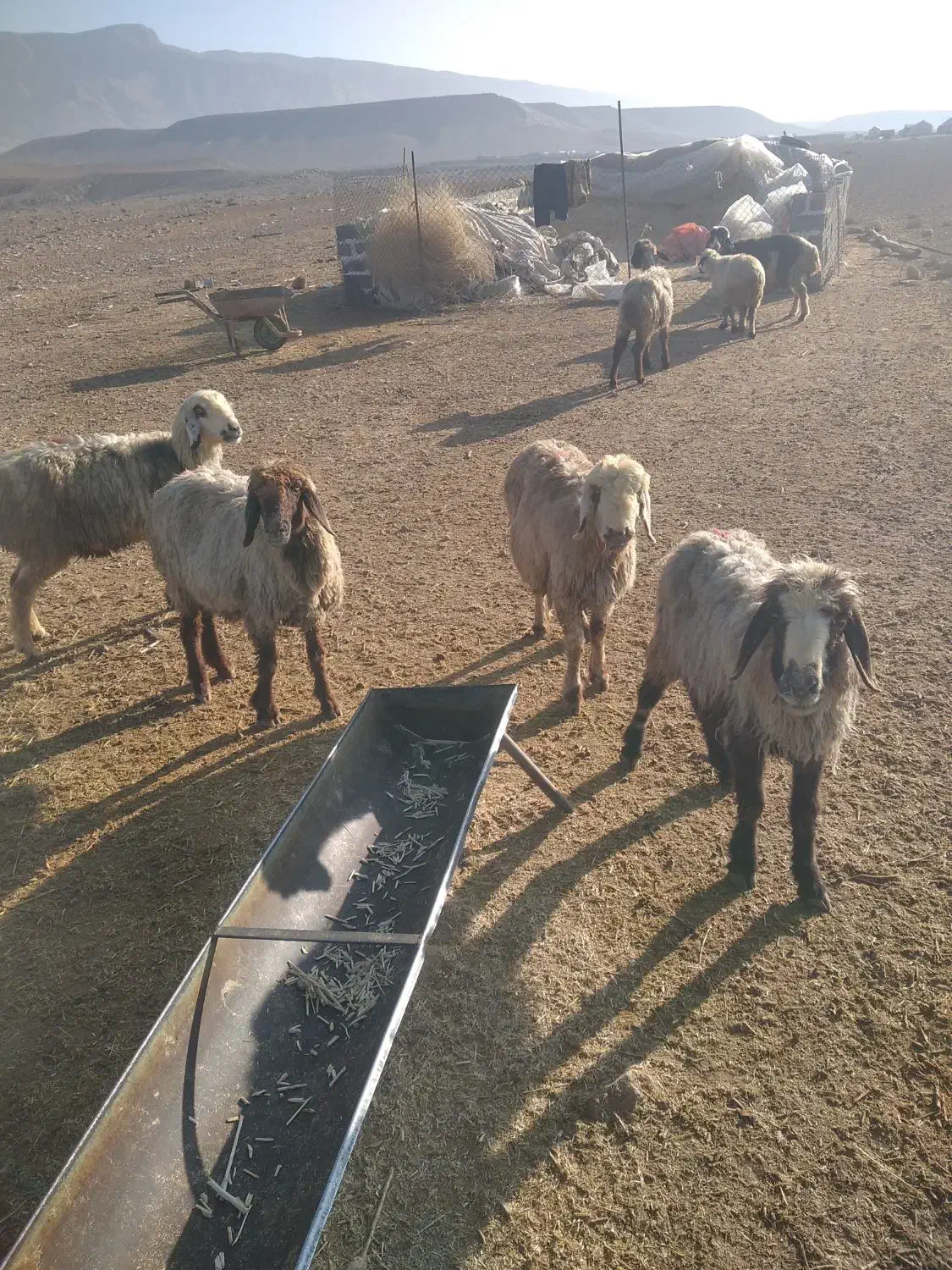 میش آبستن|حیوانات مزرعه|شیراز, کوشک بیدک|دیوار