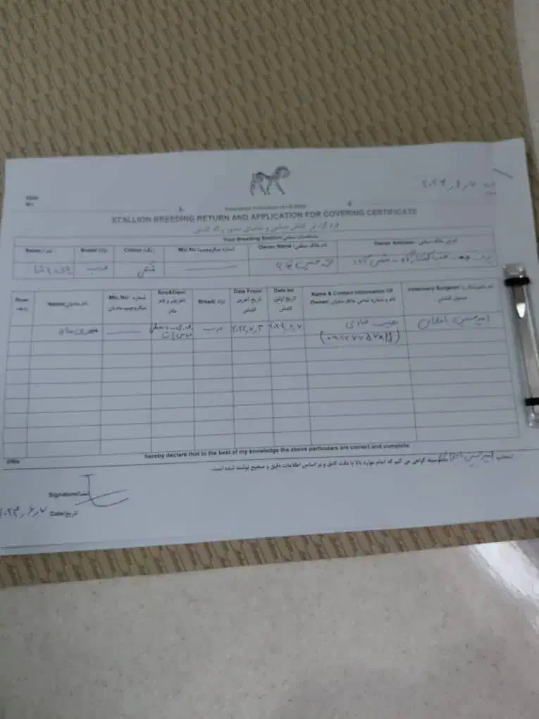 اسب|اسب و تجهیزات اسبسواری|اردکان, |دیوار