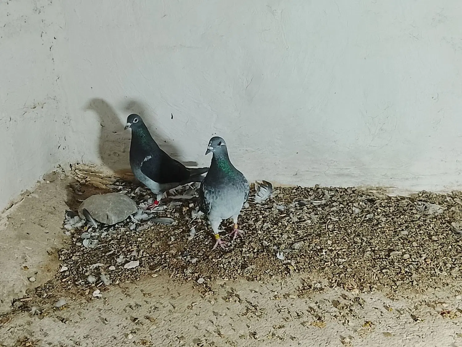 اردن|پرنده|زاهدان, |دیوار