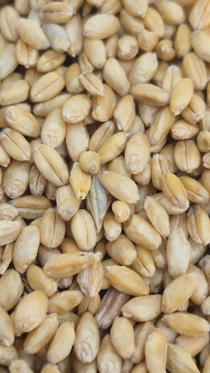 گندم|خوردنی و آشامیدنی|اندیکا, |دیوار