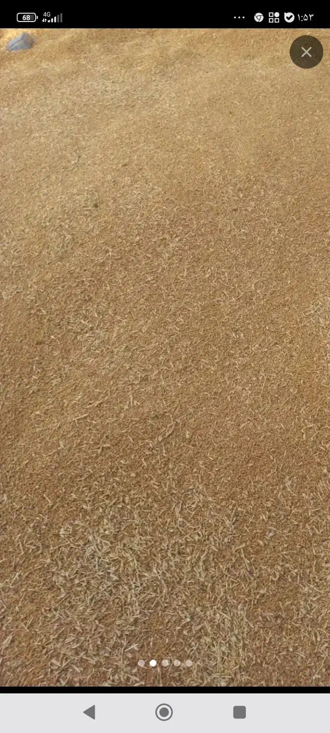 گندم|عمدهفروشی|قره پشتلو, |دیوار