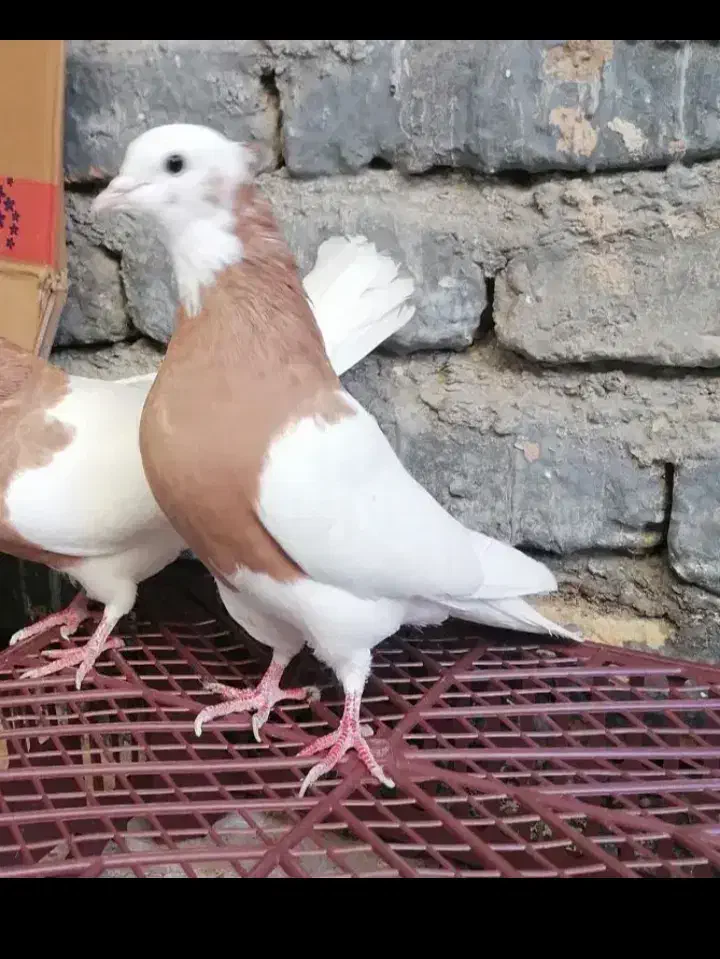 کبوتر|پرنده|طاغنکوه, |دیوار