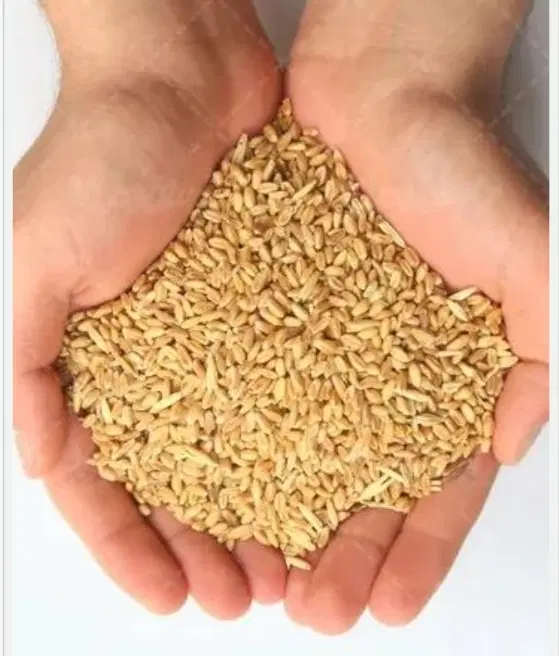 گندم|خدمات باغبانی و درختکاری|جوادآباد, |دیوار