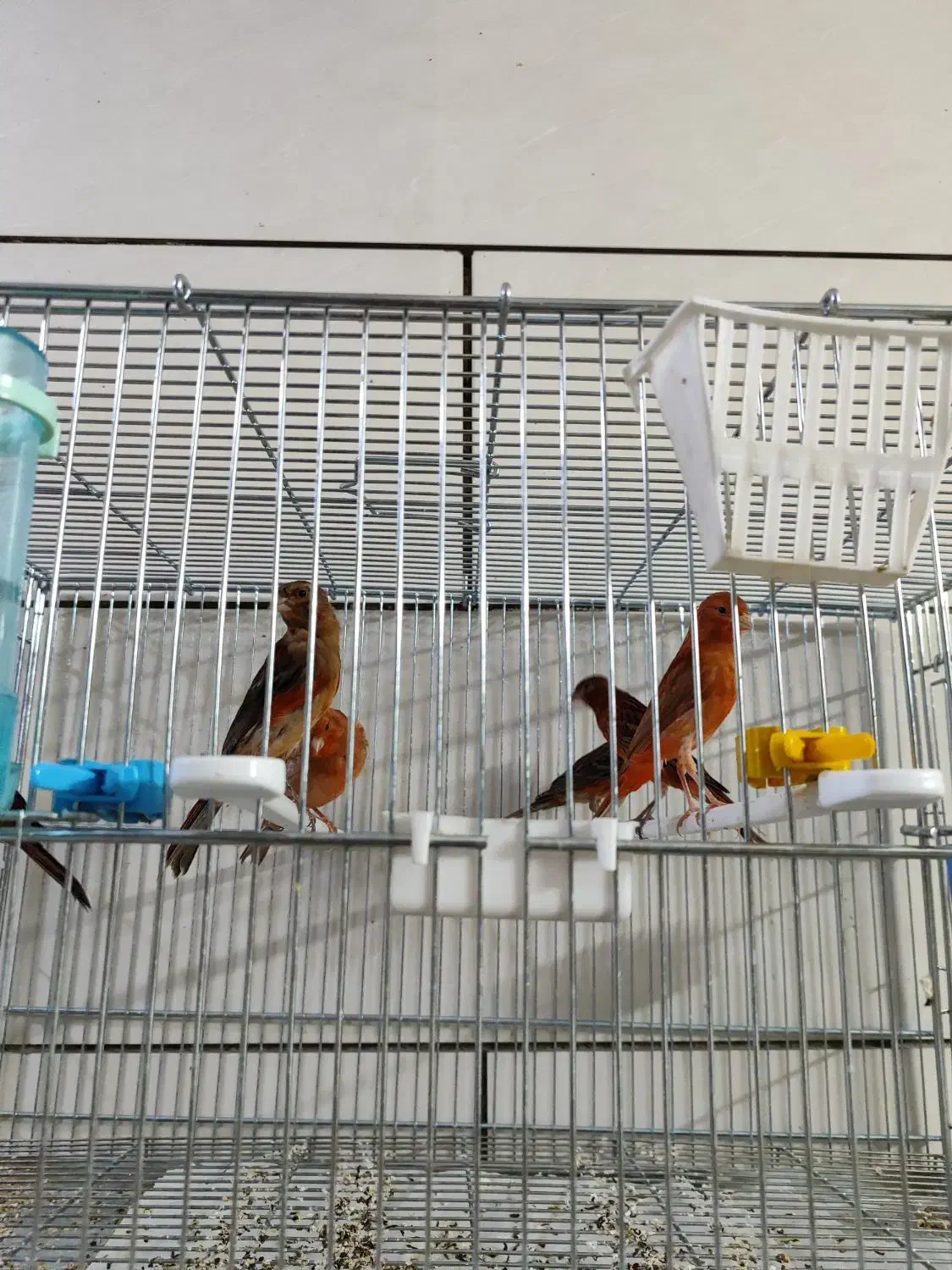 قناری|پرنده|شیراز, تندگویان|دیوار