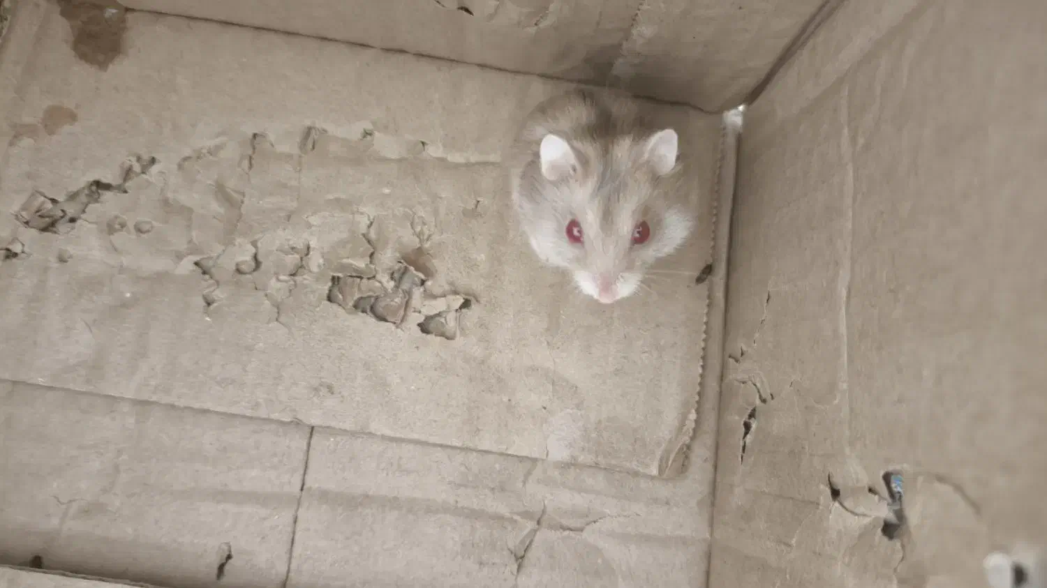 همستر|موش و خرگوش|فولادشهر, A3|دیوار