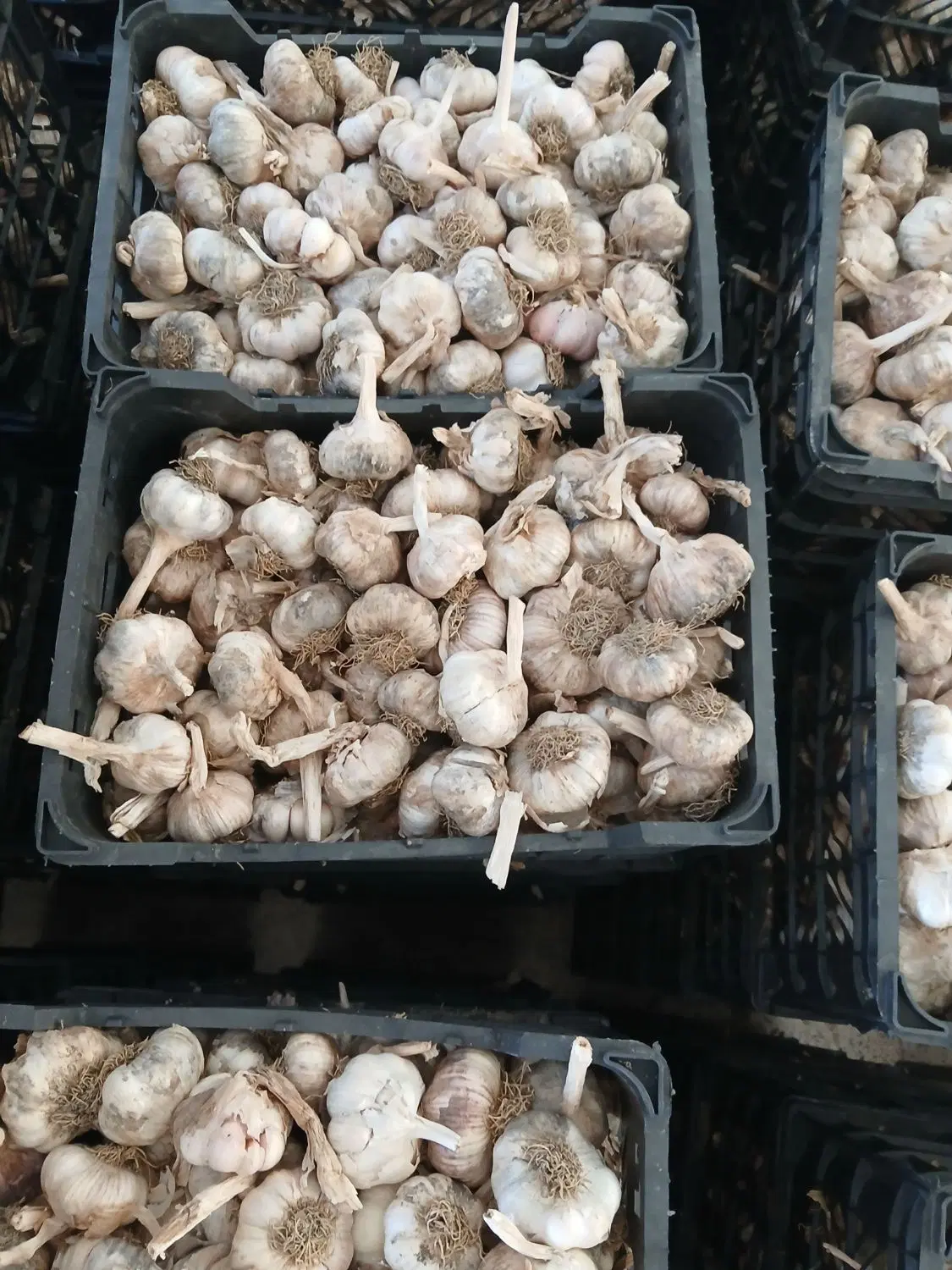 سیر|خوردنی و آشامیدنی|پارسآباد, |دیوار