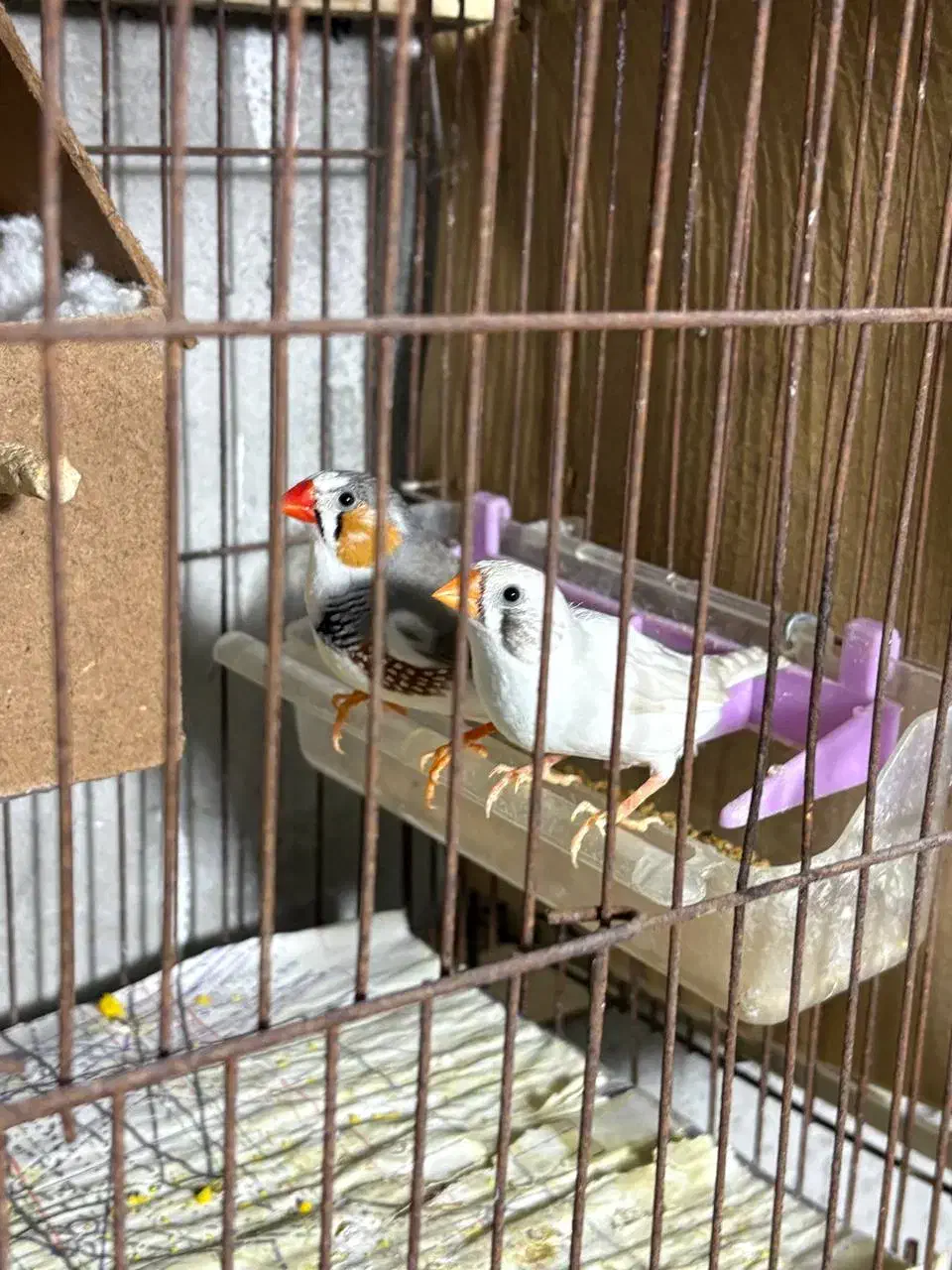 فنچ مولد|پرنده|رشت, بوسار|دیوار