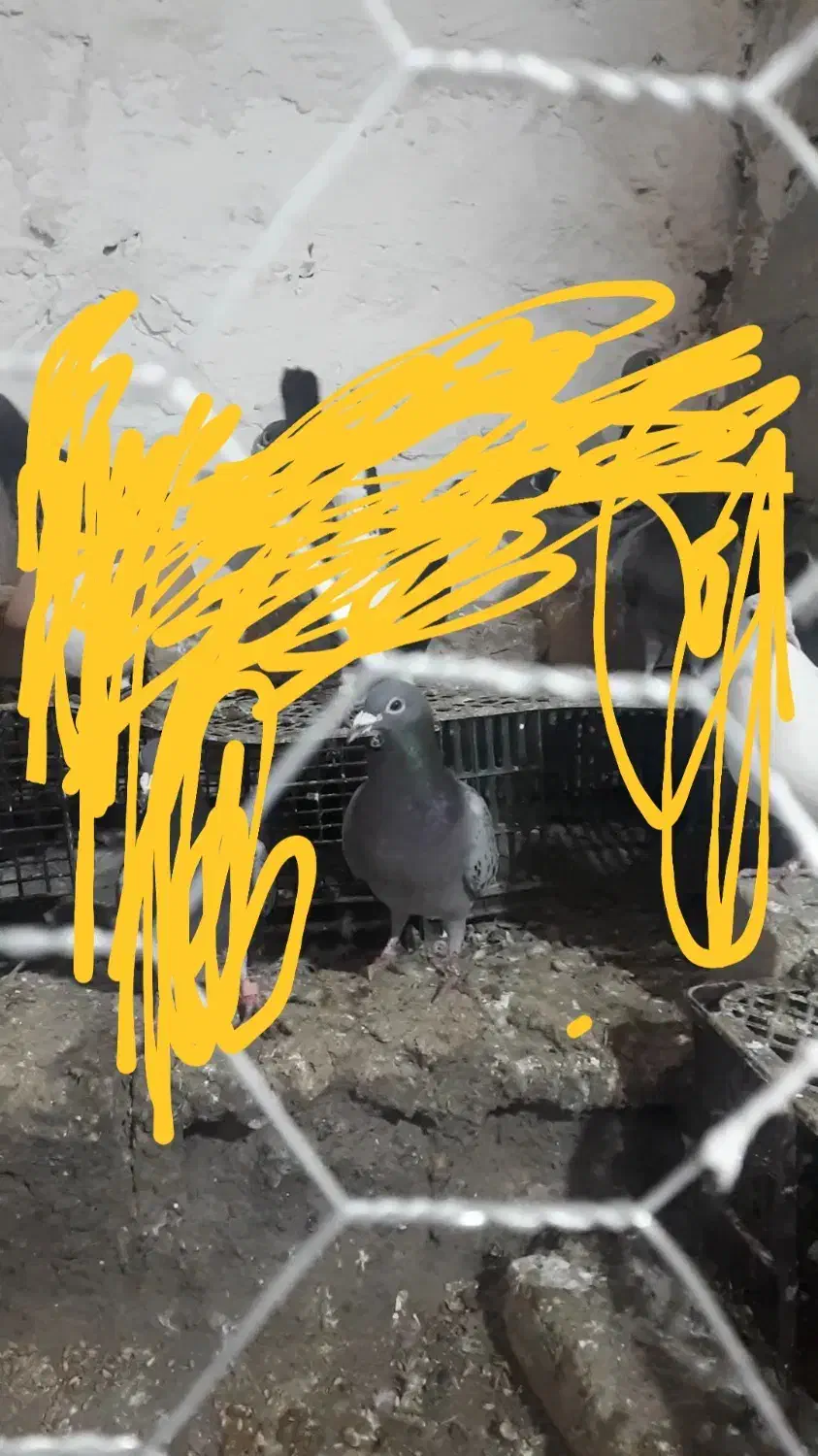 مگس گمشده|حیوانات|زابل, |دیوار