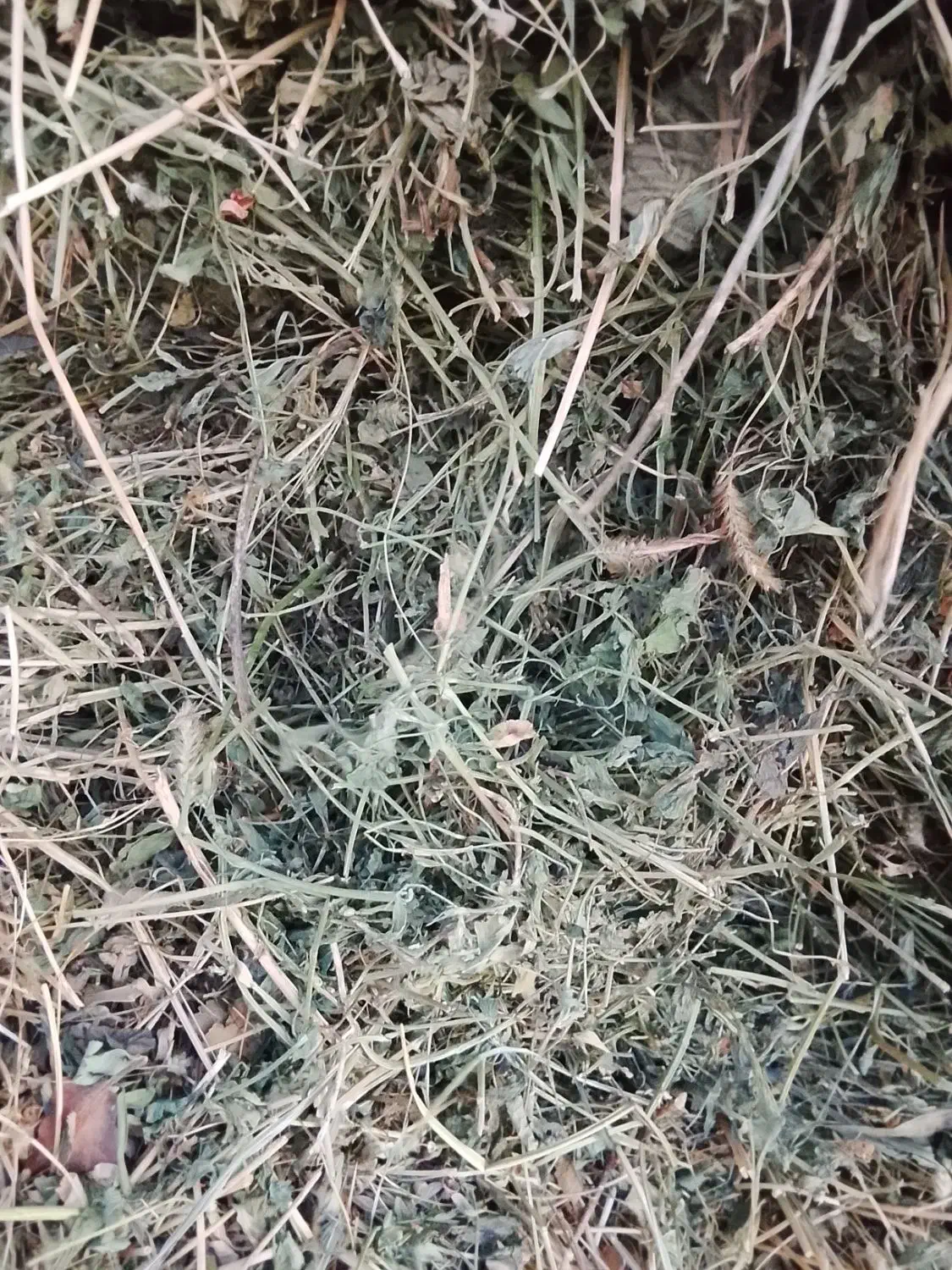 علف خشک|لوازم جانبی حیوانات|محمدیار, |دیوار