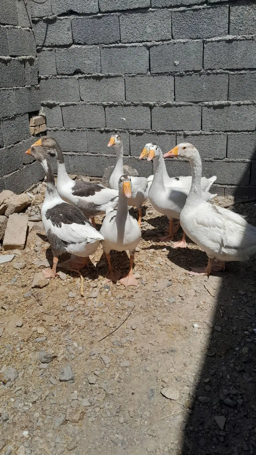 غاز|حیوانات مزرعه|مشهد, کشاورز|دیوار
