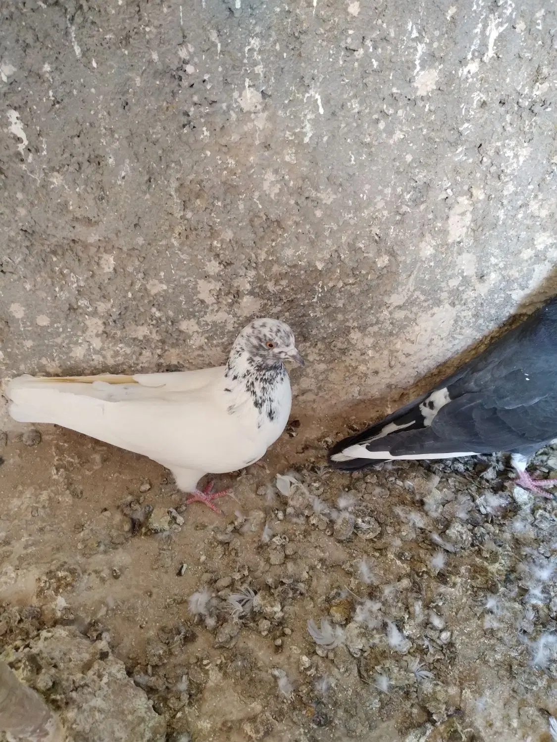 کبوتر|پرنده|سمنان, |دیوار