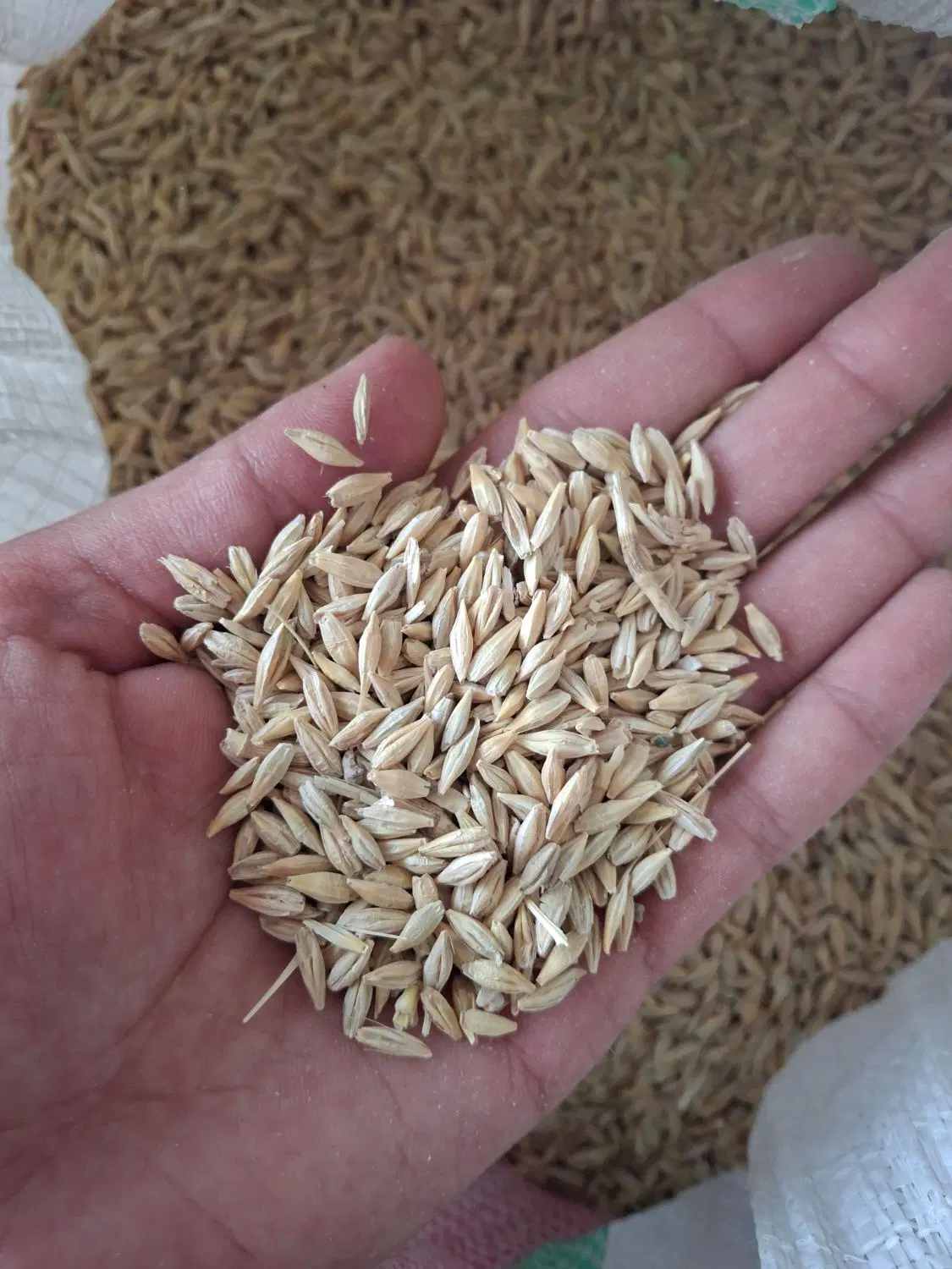 جوو|خوردنی و آشامیدنی|نیشابور, گنبد سبز|دیوار