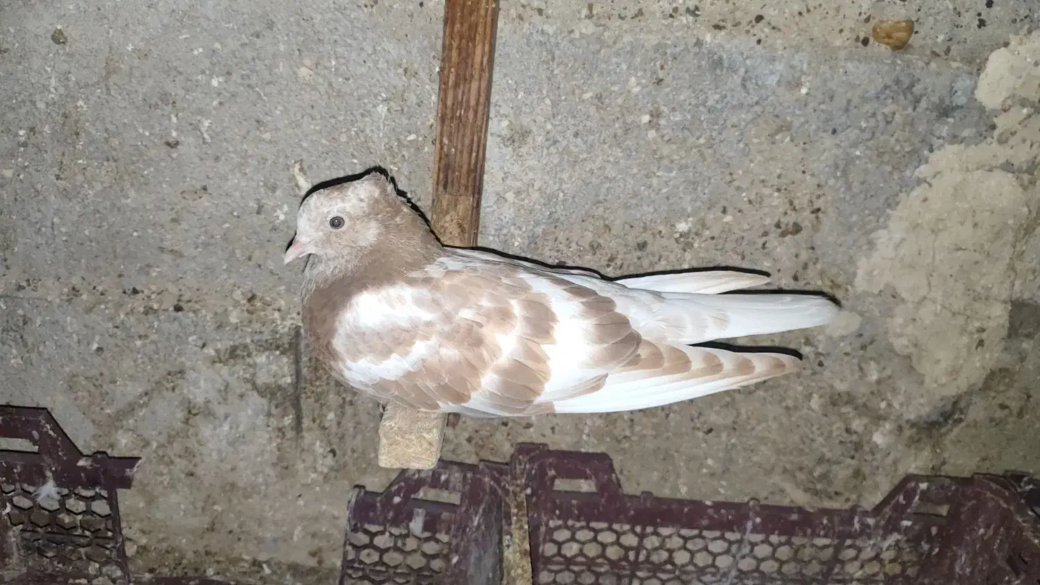 کبوتر|پرنده|کاکی, |دیوار