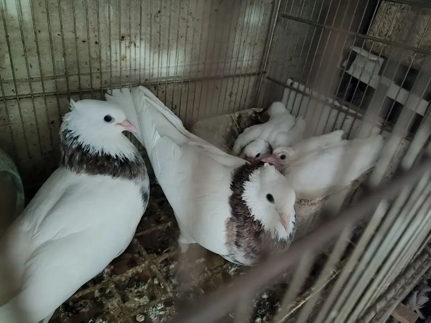 کبوتر|پرنده|قم, چهار مردان|دیوار