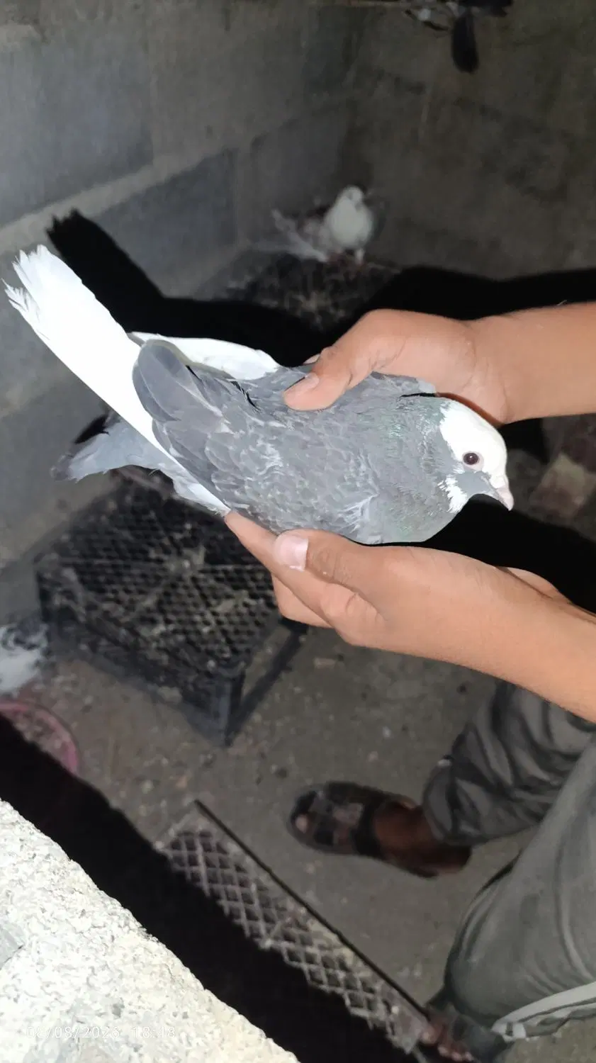 کبوتر|پرنده|کهنوج, |دیوار