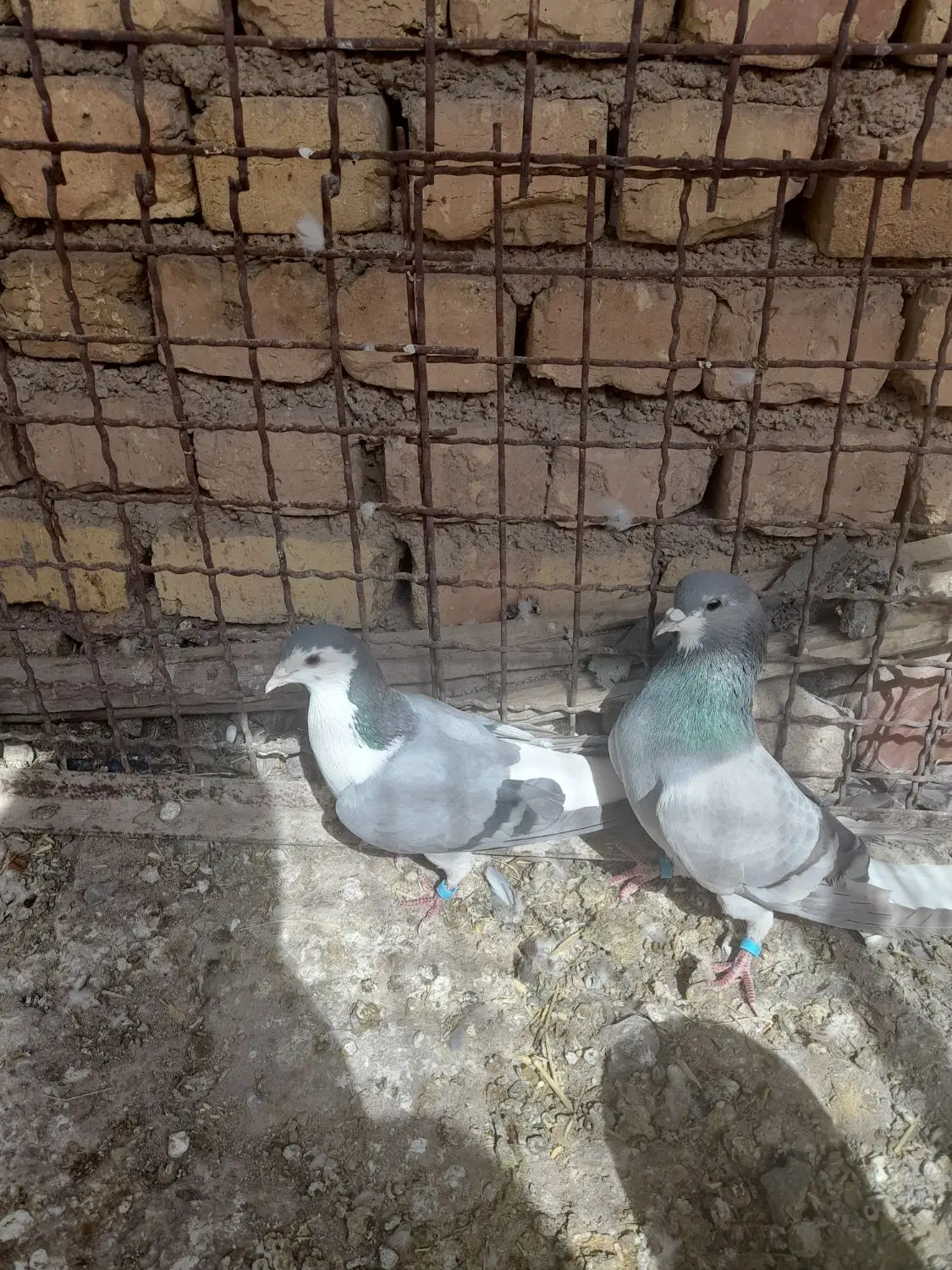 بدرنگ|پرنده|مبارکه, |دیوار