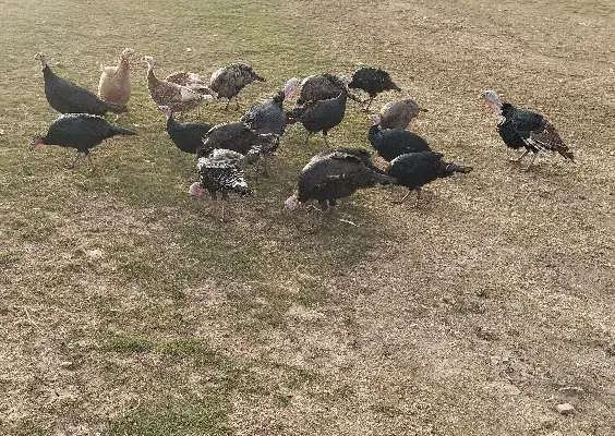 بوقلمون|حیوانات مزرعه|خاوه, |دیوار