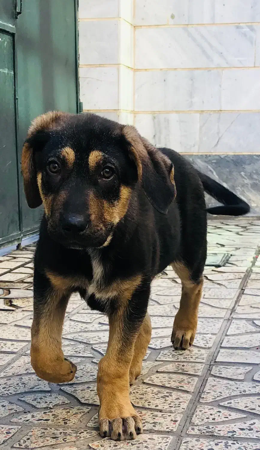 سگ سراب|سگ|کرج, فاز ۴ مهرشهر|دیوار