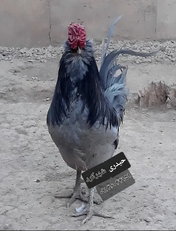 گلین|حیوانات مزرعه|لاران, |دیوار