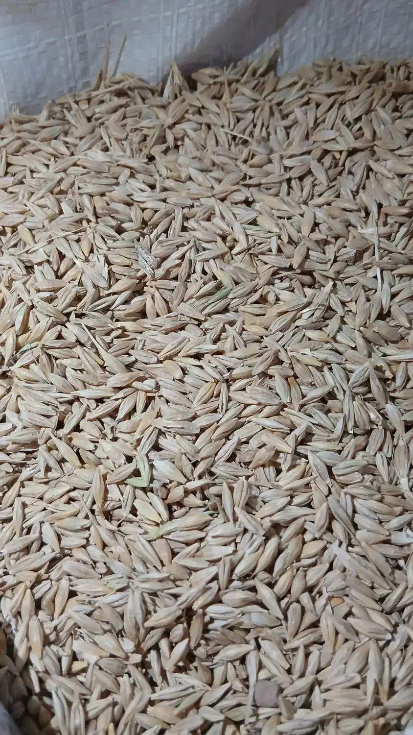 جو (دیم)|خدمات باغبانی و درختکاری|طالقان, |دیوار