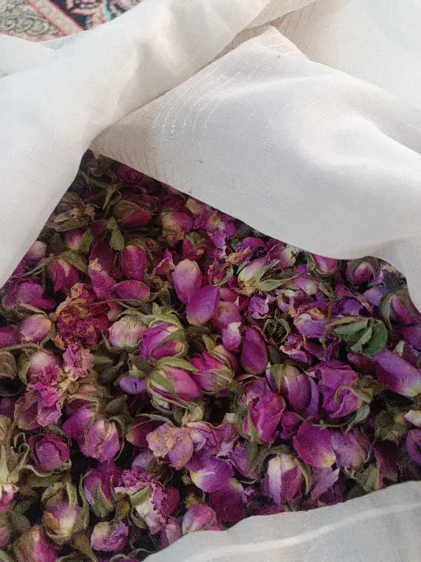 گل محمدی|گل و گیاه طبیعی|قم, شاد قلی|دیوار