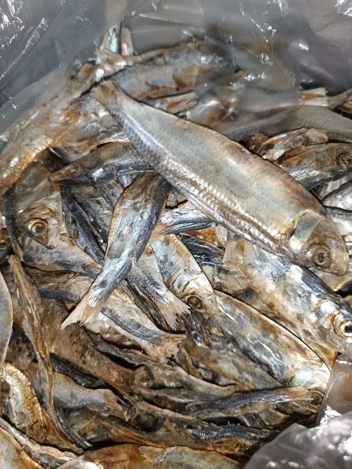 ماهی  متو|ماهی|برازجان, |دیوار