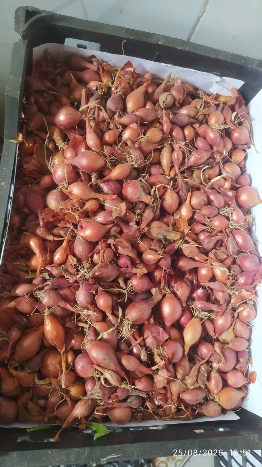 پیازچه|خوردنی و آشامیدنی|گرگان, |دیوار