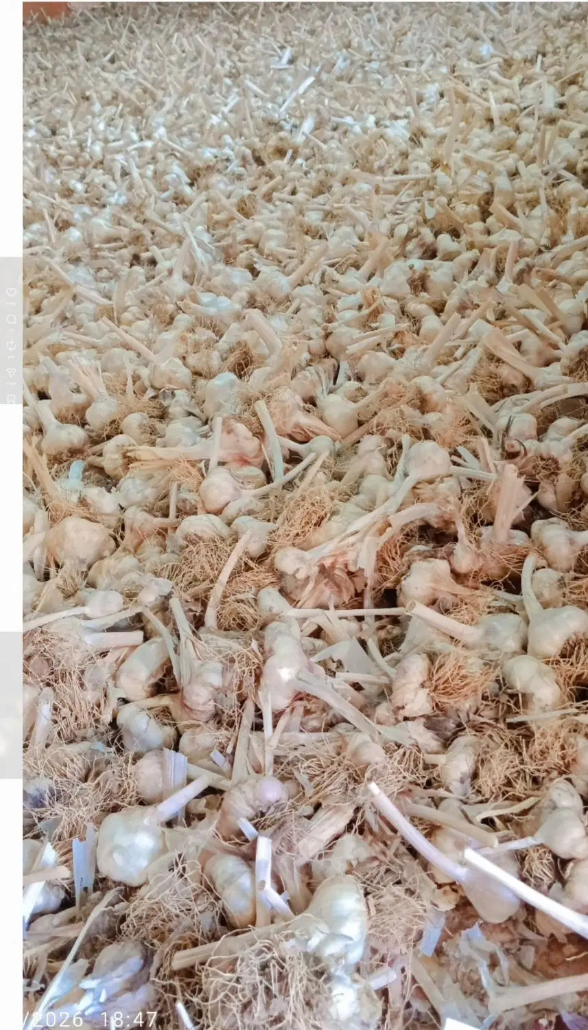 سیر خشک|عمده‌فروشی|بیجار, |دیوار