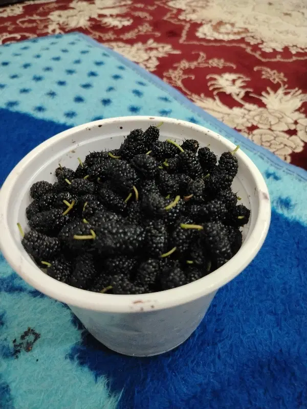 توت|خوردنی و آشامیدنی|گرمخان, |دیوار