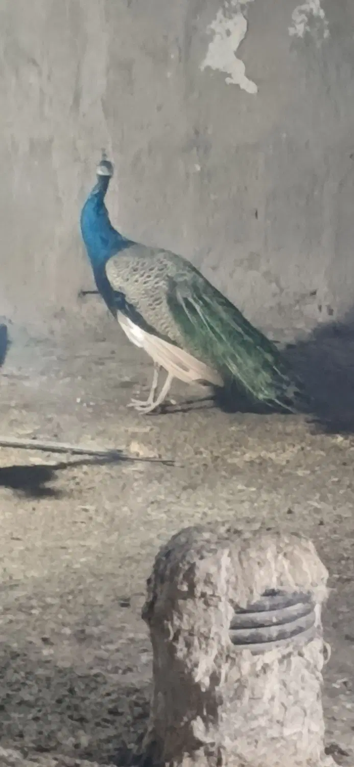 طاووس|پرنده|زابل, |دیوار