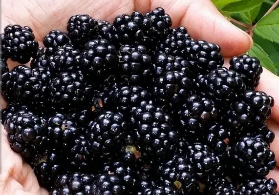 تمشک|خوردنی و آشامیدنی|مشهد, شهید جنگی|دیوار