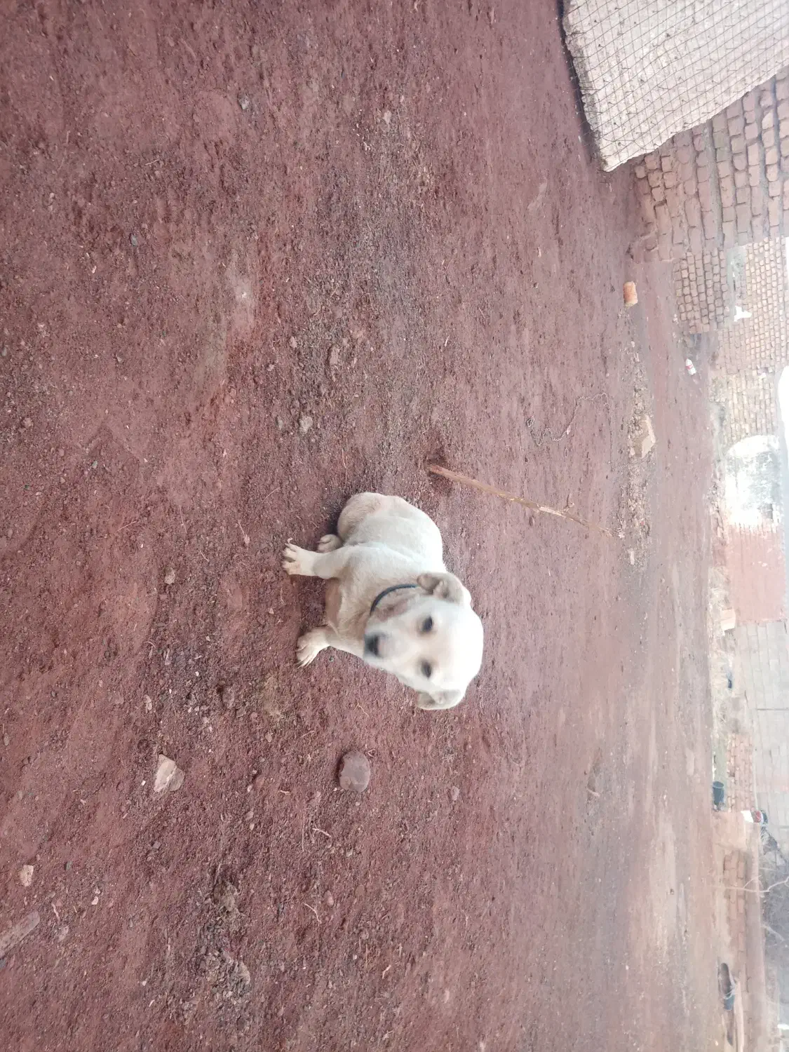 سگ پاپی|سگ|فریمان, |دیوار