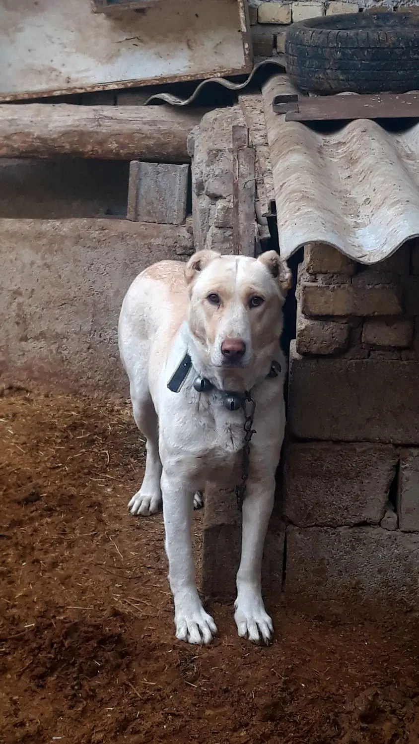 سگ ماده|سگ|درگزین, |دیوار