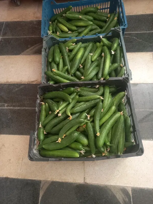 خیار|عمده‌فروشی|آشخانه, |دیوار