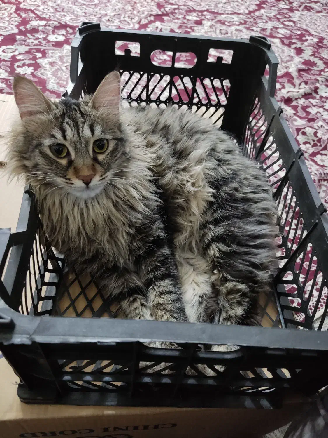 گربه|حیوانات|مشهد, فاطمیه|دیوار