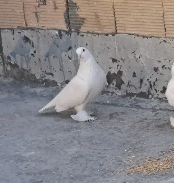 گمشده|حیوانات|اصفهان, عمان سامانی|دیوار