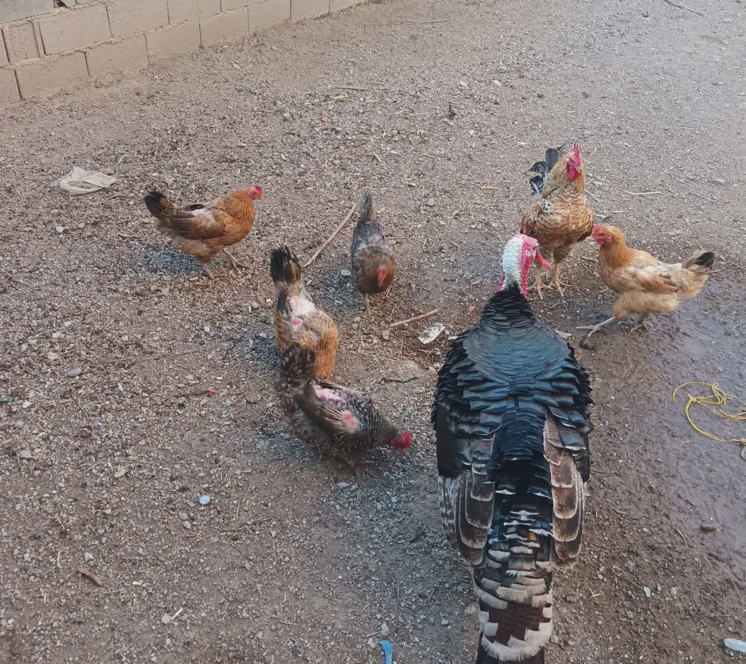 مرغ|حیوانات مزرعه|نیر (اردبیل), |دیوار