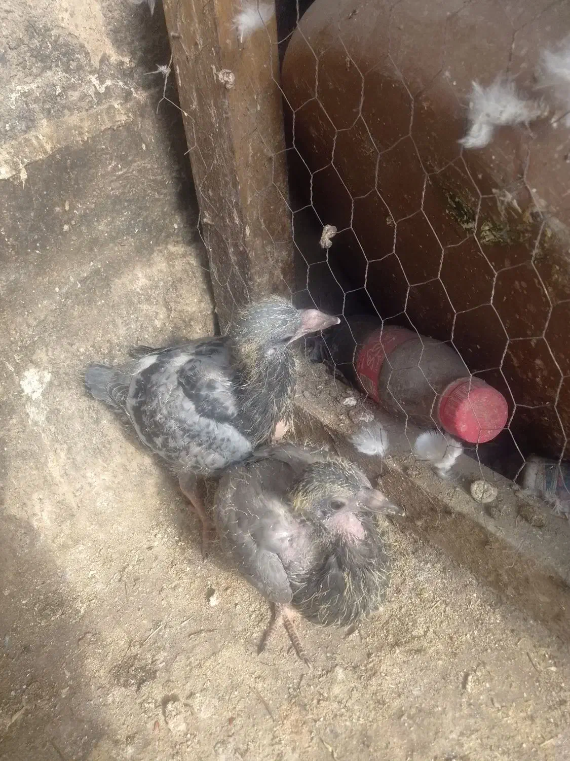 دوتا|پرنده|مشهد, محمدآباد|دیوار