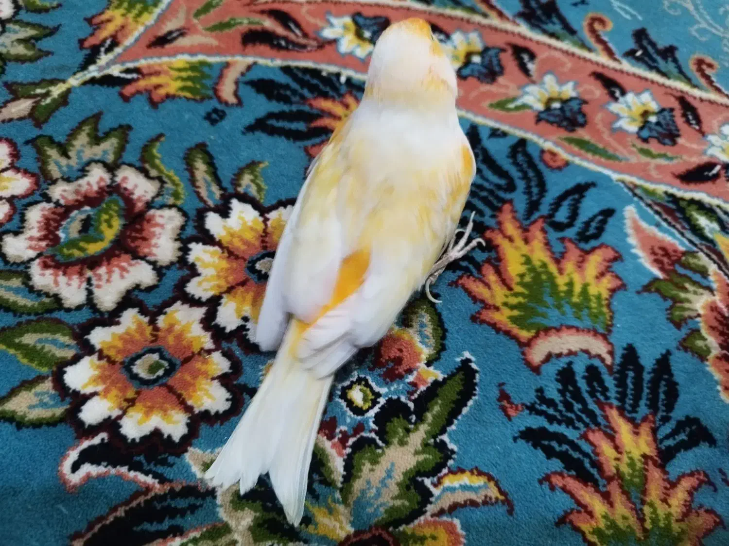 قناری|پرنده|شیراز, گویم|دیوار