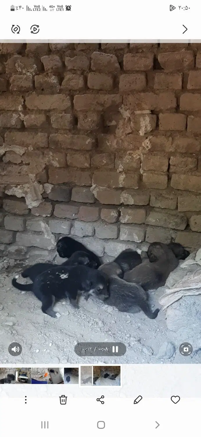 پژدر|سگ|نهاوند, |دیوار