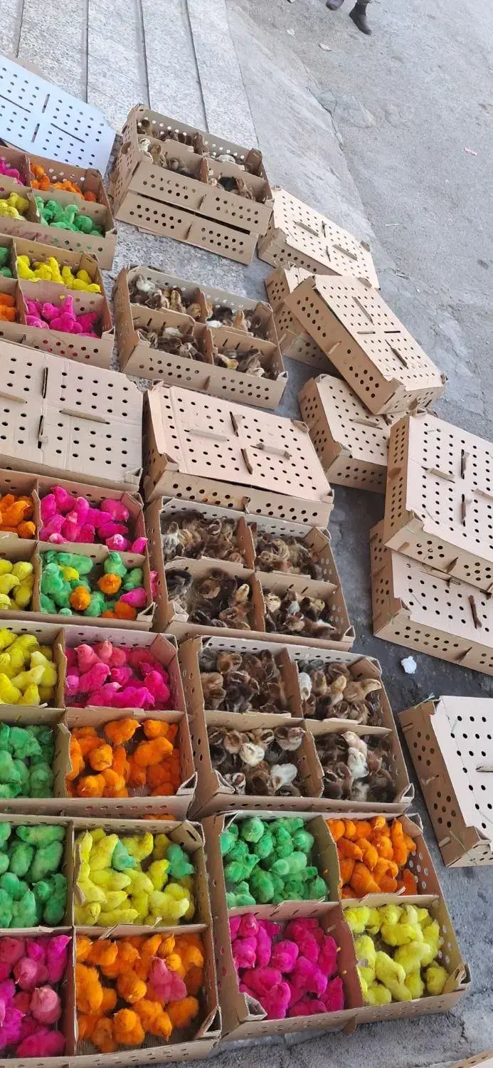 فروش عمده انواع جوجه ،نیمچه۱و۳ماهه.اردک و غاز|حیوانات مزرعه|تهران, ایرانشهر|دیوار